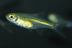 Rasbora Kubotai